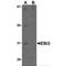 Epstein-Barr Virus Induced 3 antibody, MBS150360, MyBioSource, Western Blot image 