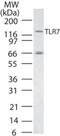 Toll Like Receptor 7 antibody, NBP2-24906, Novus Biologicals, Western Blot image 