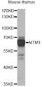 Myotubularin 1 antibody, LS-C748566, Lifespan Biosciences, Western Blot image 