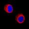 Eosinophil lysophospholipase antibody, MAB5447, R&D Systems, Immunofluorescence image 