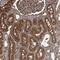 Kinesin Family Member 22 antibody, NBP1-82876, Novus Biologicals, Immunohistochemistry frozen image 