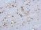 High Mobility Group Box 1 antibody, PA5-27378, Invitrogen Antibodies, Immunohistochemistry frozen image 