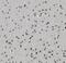 Neurochondrin antibody, FNab05673, FineTest, Immunohistochemistry paraffin image 