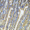 NFU1 Iron-Sulfur Cluster Scaffold antibody, 22-695, ProSci, Immunohistochemistry frozen image 