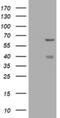 CNKSR Family Member 3 antibody, NBP2-45630, Novus Biologicals, Western Blot image 