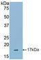 Sialic Acid Binding Ig Like Lectin 7 antibody, LS-C304080, Lifespan Biosciences, Western Blot image 