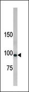 Lethal(2) giant larvae protein homolog 1 antibody, AP12118PU-N, Origene, Western Blot image 