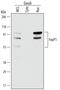 Forkhead Box P1 antibody, MAB4534, R&D Systems, Western Blot image 