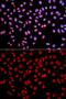 RNA Polymerase II Subunit J antibody, GTX54570, GeneTex, Immunofluorescence image 