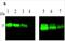 Bone Morphogenetic Protein 15 antibody, NBP2-61935, Novus Biologicals, Western Blot image 