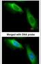 Eukaryotic Translation Elongation Factor 1 Beta 2 antibody, PA5-28474, Invitrogen Antibodies, Immunofluorescence image 