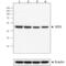 Indoleamine 2,3-Dioxygenase 1 antibody, MBS565010, MyBioSource, Western Blot image 