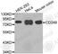 Endosialin antibody, A3469, ABclonal Technology, Western Blot image 