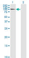 Laminin Subunit Alpha 5 antibody, LS-C197598, Lifespan Biosciences, Western Blot image 