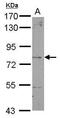 Dystrobrevin beta antibody, PA5-28062, Invitrogen Antibodies, Western Blot image 