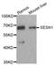 Sestrin 1 antibody, LS-C332556, Lifespan Biosciences, Western Blot image 