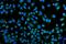Potassium Voltage-Gated Channel Subfamily Q Member 1 antibody, A00310-1, Boster Biological Technology, Immunofluorescence image 