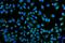 Potassium voltage-gated channel subfamily KQT member 1 antibody, A00310-1, Boster Biological Technology, Immunofluorescence image 