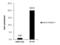 Nuclear Transcription Factor Y Subunit Beta antibody, GTX121922, GeneTex, Chromatin Immunoprecipitation image 