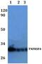 TNF Receptor Superfamily Member 4 antibody, GTX66792, GeneTex, Western Blot image 