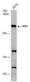 Chondroitin Sulfate Proteoglycan 4 antibody, GTX130174, GeneTex, Western Blot image 