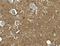 Kirre Like Nephrin Family Adhesion Molecule 3 antibody, LS-C336219, Lifespan Biosciences, Immunohistochemistry frozen image 