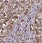 PAF1 Homolog, Paf1/RNA Polymerase II Complex Component antibody, FNab06106, FineTest, Immunohistochemistry paraffin image 