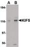 Kinesin Family Member 5A antibody, PA5-20421, Invitrogen Antibodies, Western Blot image 