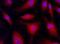 Tyrosine Kinase 2 antibody, GTX30812, GeneTex, Immunofluorescence image 