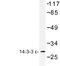 Tyrosine 3-Monooxygenase/Tryptophan 5-Monooxygenase Activation Protein Epsilon antibody, LS-C176846, Lifespan Biosciences, Western Blot image 