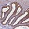 LZTS2 antibody, NBP1-82892, Novus Biologicals, Immunohistochemistry paraffin image 
