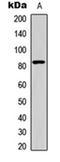 Heat Shock Transcription Factor 1 antibody, orb256608, Biorbyt, Western Blot image 