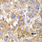 Serine/threonine-protein phosphatase PP1-beta catalytic subunit antibody, 15-047, ProSci, Immunohistochemistry frozen image 