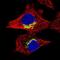 Riboflavin Kinase antibody, PA5-63409, Invitrogen Antibodies, Immunofluorescence image 