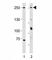 Mucin 4, Cell Surface Associated antibody, F52751-0.4ML, NSJ Bioreagents, Western Blot image 