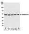 Rab Geranylgeranyltransferase Subunit Beta antibody, A304-323A, Bethyl Labs, Western Blot image 