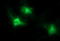 Matrix Metallopeptidase 13 antibody, LS-C338198, Lifespan Biosciences, Immunofluorescence image 