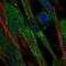 Complement Factor B antibody, PA5-51640, Invitrogen Antibodies, Immunofluorescence image 