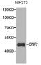 Cannabinoid Receptor 1 antibody, A1447, ABclonal Technology, Western Blot image 