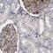 Coagulation Factor III, Tissue Factor antibody, NBP2-61640, Novus Biologicals, Immunohistochemistry frozen image 