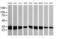 Nipsnap Homolog 2 antibody, MA5-26169, Invitrogen Antibodies, Western Blot image 