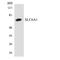 Solute Carrier Family 6 Member 1 antibody, LS-B12181, Lifespan Biosciences, Western Blot image 