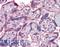 Interferon Alpha And Beta Receptor Subunit 2 antibody, LS-B3605, Lifespan Biosciences, Immunohistochemistry frozen image 