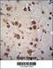 Gn6st-5 antibody, 56-365, ProSci, Immunohistochemistry frozen image 