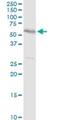 Transducin beta-like protein 2 antibody, H00026608-D01P, Novus Biologicals, Western Blot image 