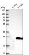 BAALC Binder Of MAP3K1 And KLF4 antibody, NBP1-89443, Novus Biologicals, Western Blot image 