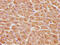 Proteasome 26S Subunit, Non-ATPase 14 antibody, CSB-PA018904OA01HU, Cusabio, Immunohistochemistry frozen image 