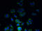 Tetraspanin 7 antibody, A54511-100, Epigentek, Immunofluorescence image 