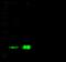 Ras antibody, 12073-MM06, Sino Biological, Western Blot image 