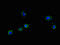 Signal Recognition Particle 19 antibody, LS-C396765, Lifespan Biosciences, Immunofluorescence image 